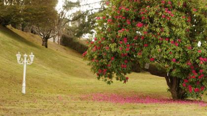 La Vie en Rose - image 10